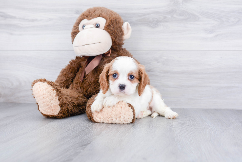 Cavalier King Charles Spaniel Pup Being Cute