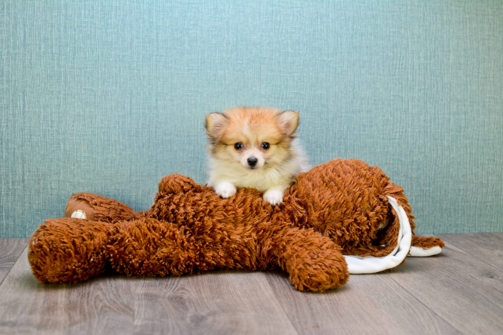 Cute Pomeranian Purebred Puppy