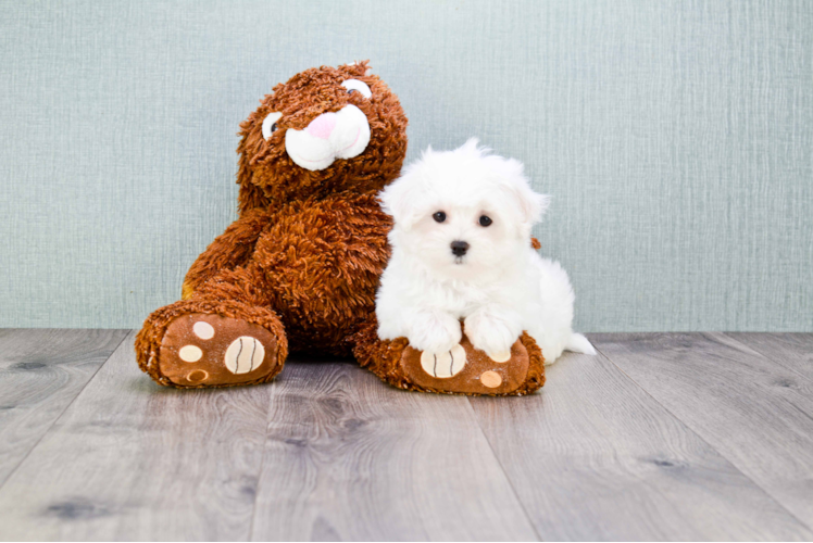 Maltese Pup Being Cute