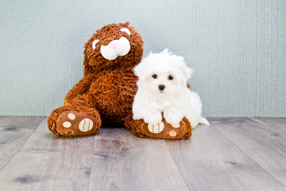 Maltese Pup Being Cute