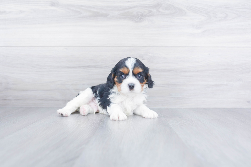 Playful Cavalier King Charles Spaniel Baby