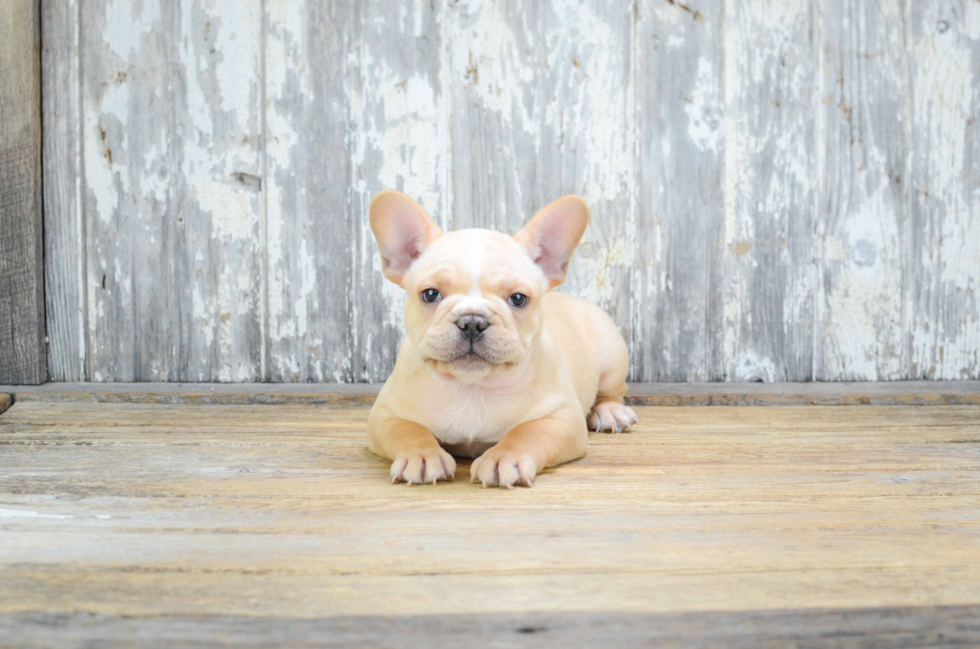 Sweet Frenchie Purebred Puppy