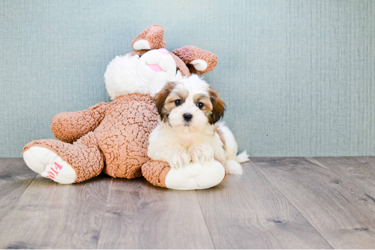 Teddy Bear Puppy for Adoption