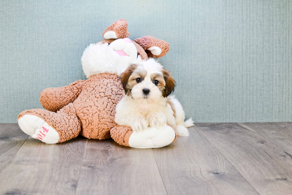Teddy Bear Puppy for Adoption