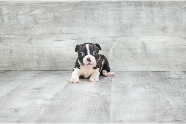 Energetic Boston Terrier Purebred Puppy