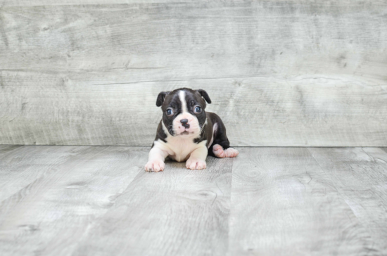 Energetic Boston Terrier Purebred Puppy