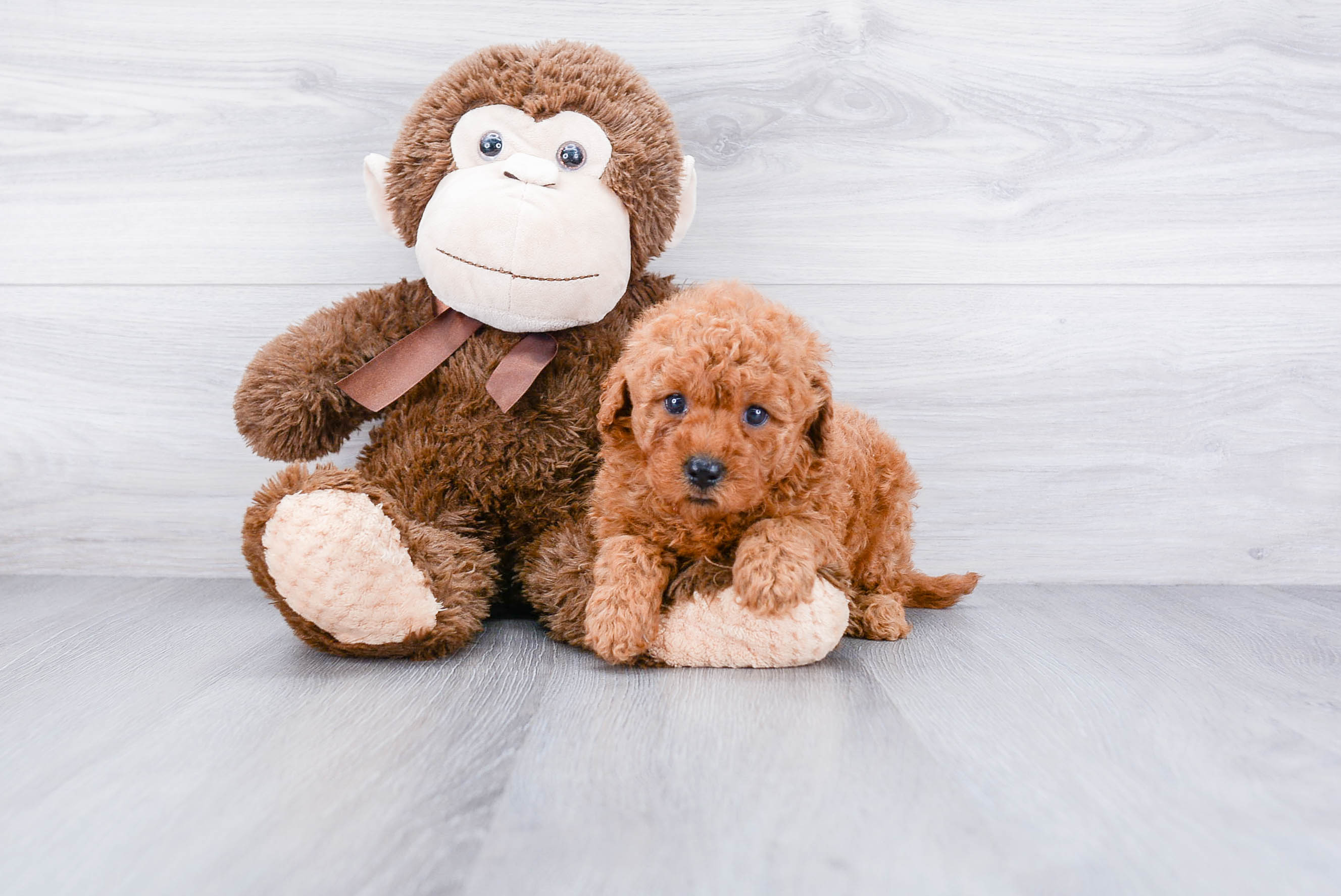 Best Mini Goldendoodle Baby