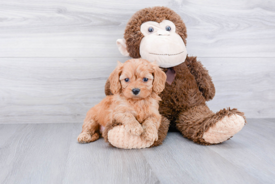 Best Cavapoo Baby