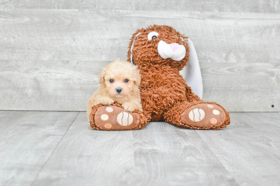 Sweet Maltipoo Baby