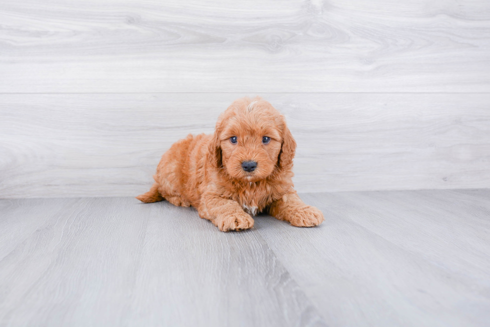 Best Mini Goldendoodle Baby