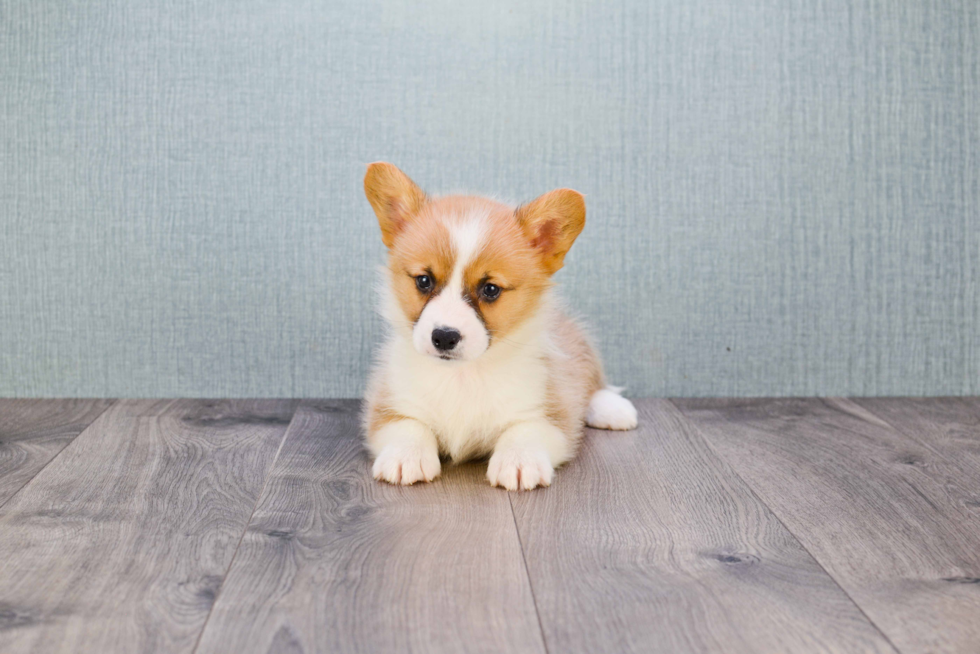 Welsh Corgi Pup Being Cute