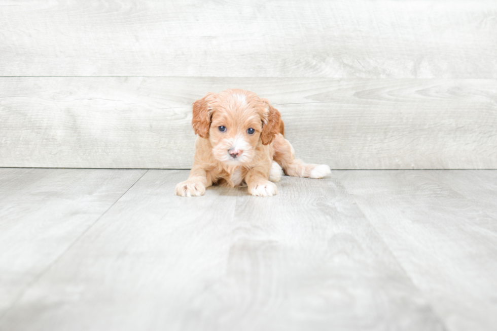 Cockapoo Pup Being Cute