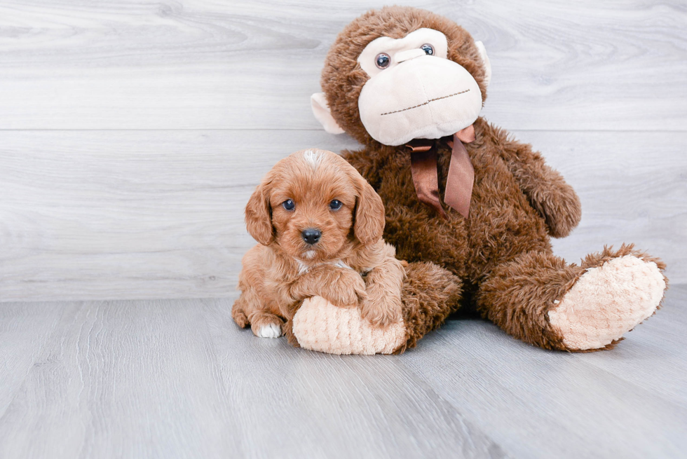 Cavapoo Pup Being Cute