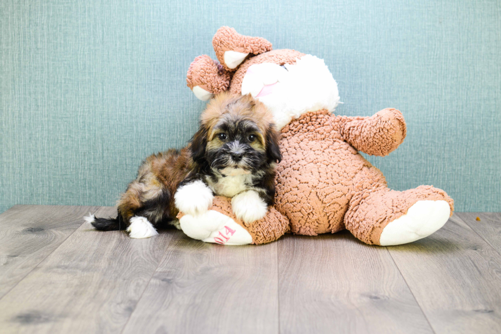 Happy Havanese Purebred Puppy