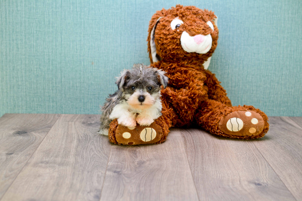 Cute Mini Schnauzer Mix Pup