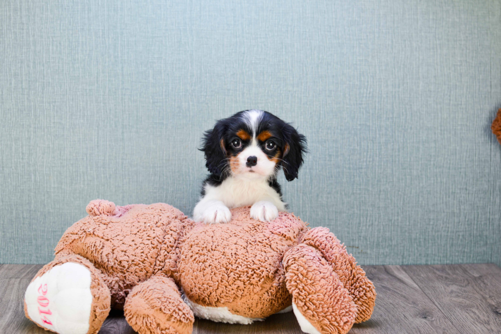 Small Cavalier King Charles Spaniel Purebred Pup