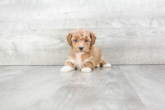 Maltipoo Puppy for Adoption