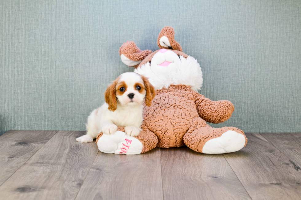 Best Cavalier King Charles Spaniel Baby