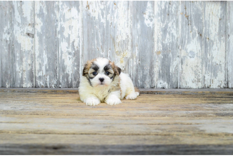 Small Teddy Bear Baby