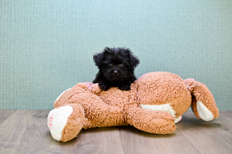 Energetic Yorkie Doodle Poodle Mix Puppy