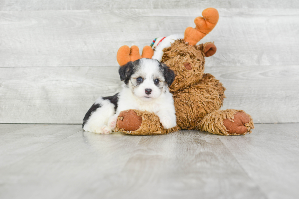 Playful Havanese Baby