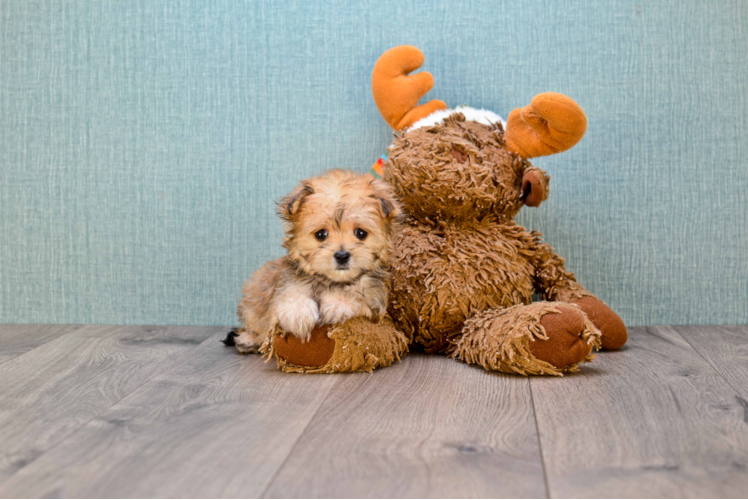 Morkie Pup Being Cute