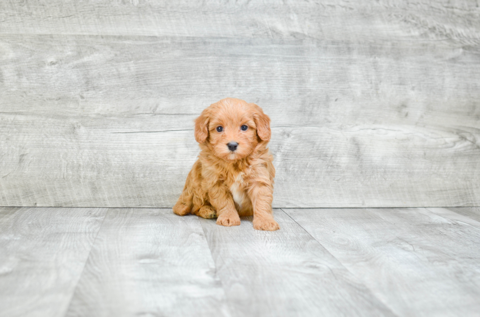 Mini Bernedoodle Pup Being Cute