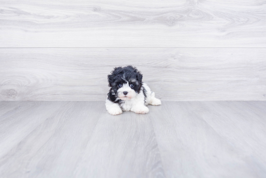 Havanese Puppy for Adoption