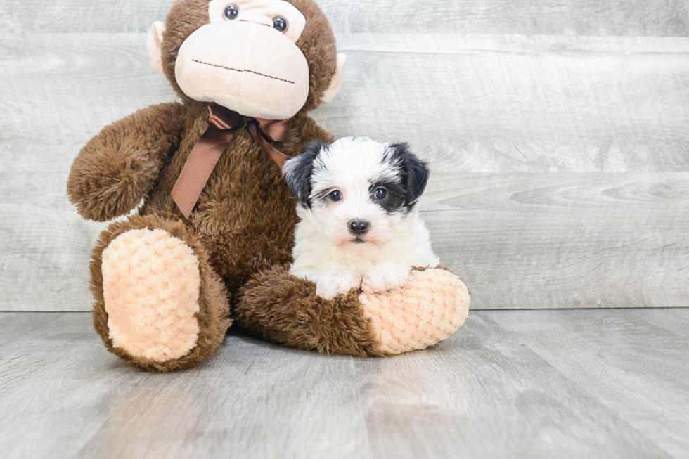 Hypoallergenic Yorkie Designer Puppy