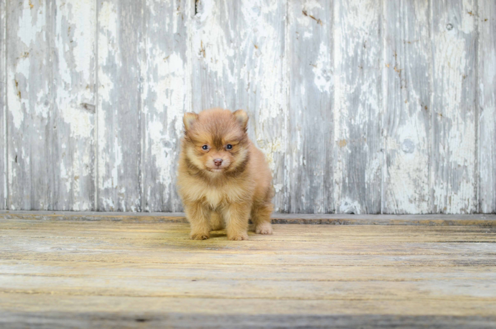 Pomeranian Pup Being Cute