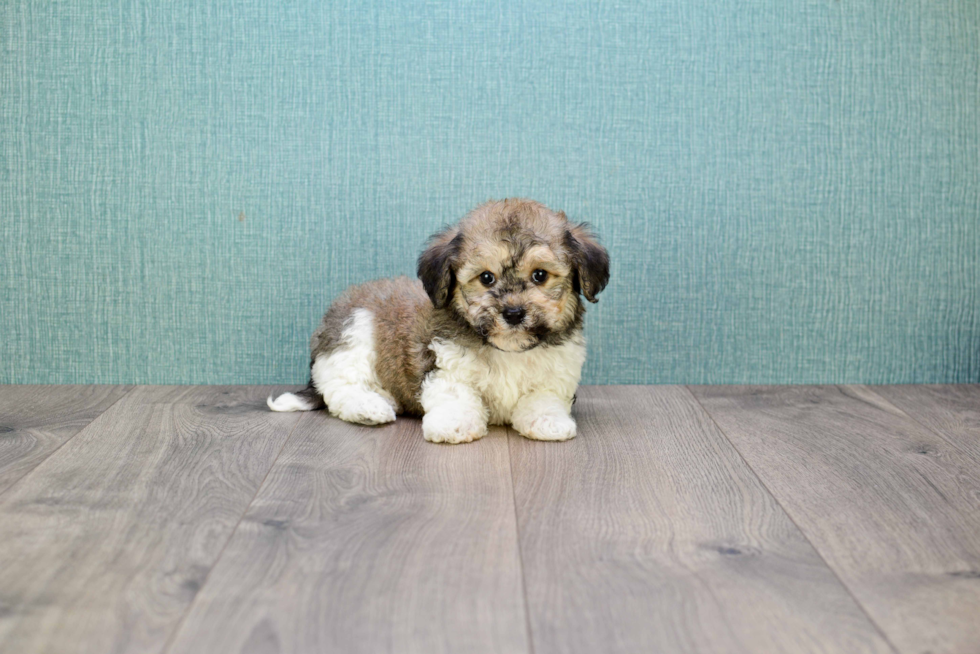 Havanese Pup Being Cute