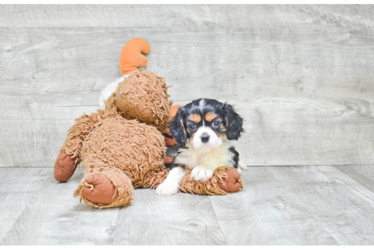 Friendly Cavalier King Charles Spaniel Purebred Pup