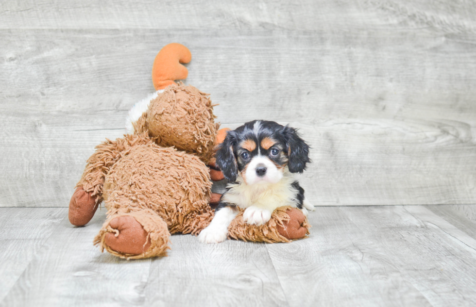 Friendly Cavalier King Charles Spaniel Purebred Pup