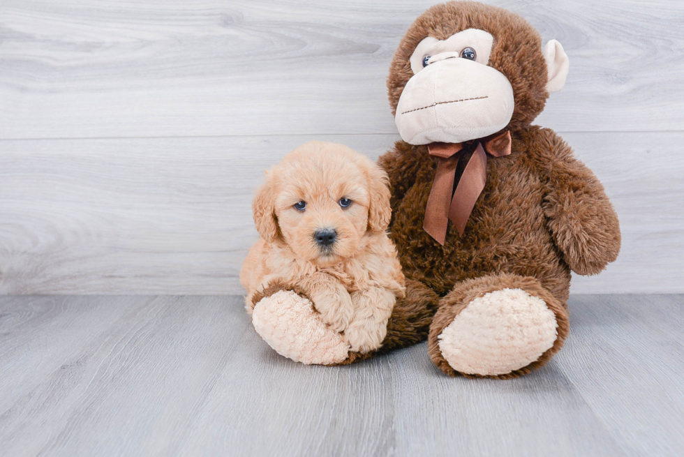 Sweet Mini Goldendoodle Baby