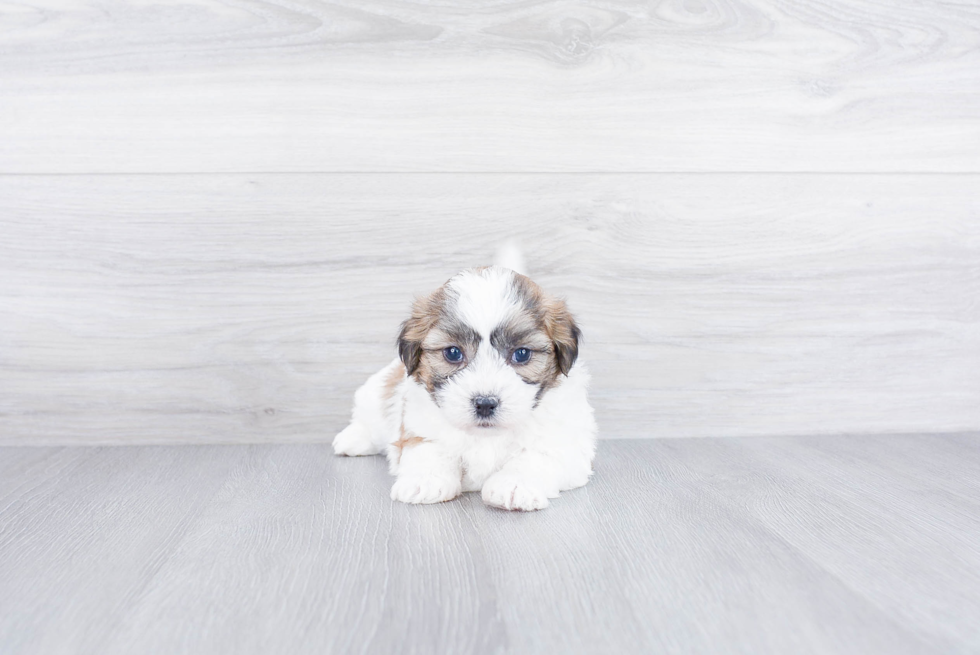 Funny Teddy Bear Designer Pup