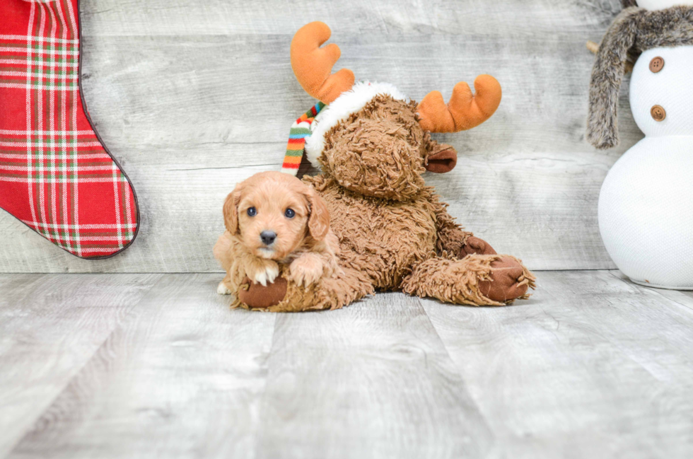 Small Cavapoo Baby