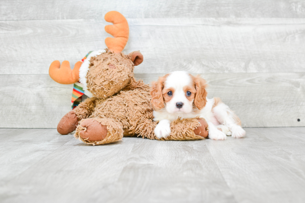 Cavalier King Charles Spaniel Puppy for Adoption