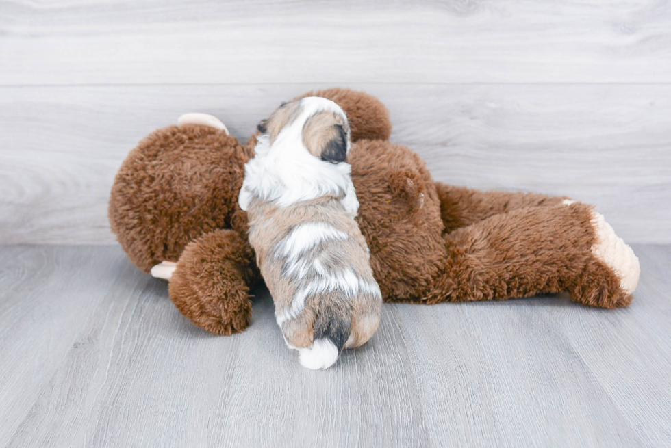 Popular Teddy Bear Designer Pup