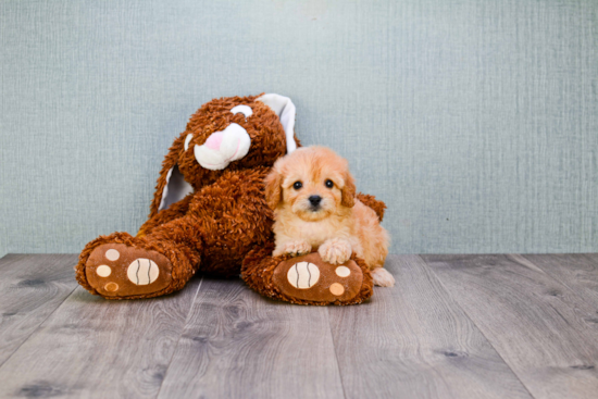 Cavapoo Pup Being Cute