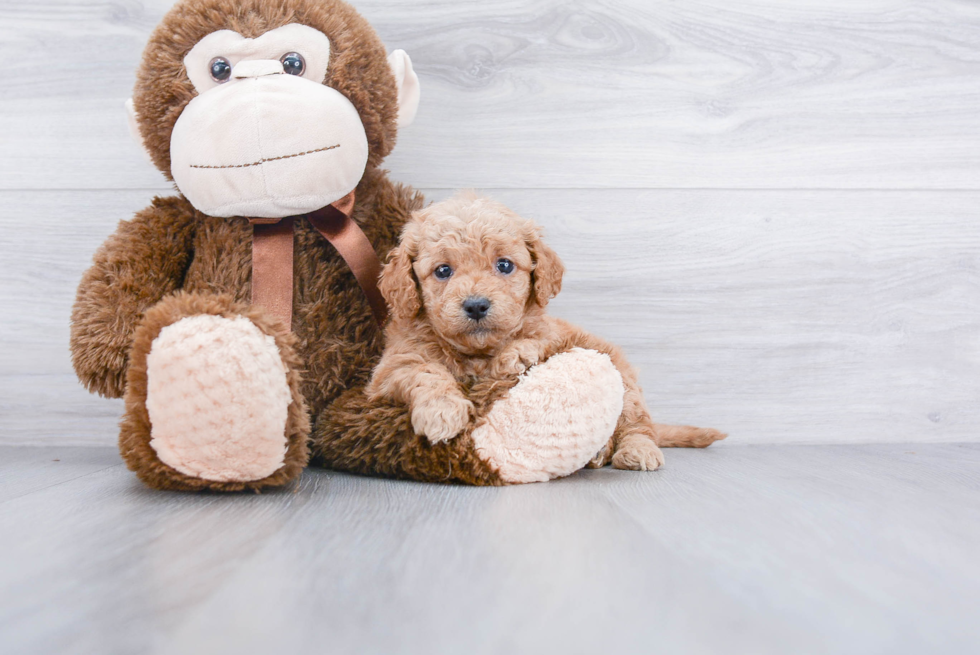 Friendly Mini Goldendoodle Baby