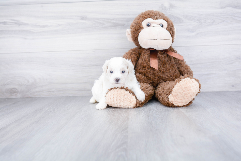 Maltipoo Pup Being Cute