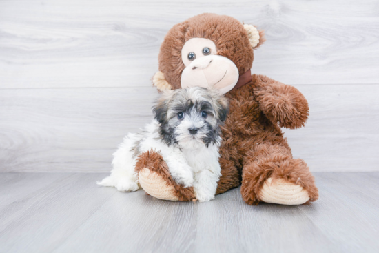 Havanese Pup Being Cute