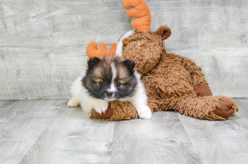 Energetic Pomeranian Purebred Puppy