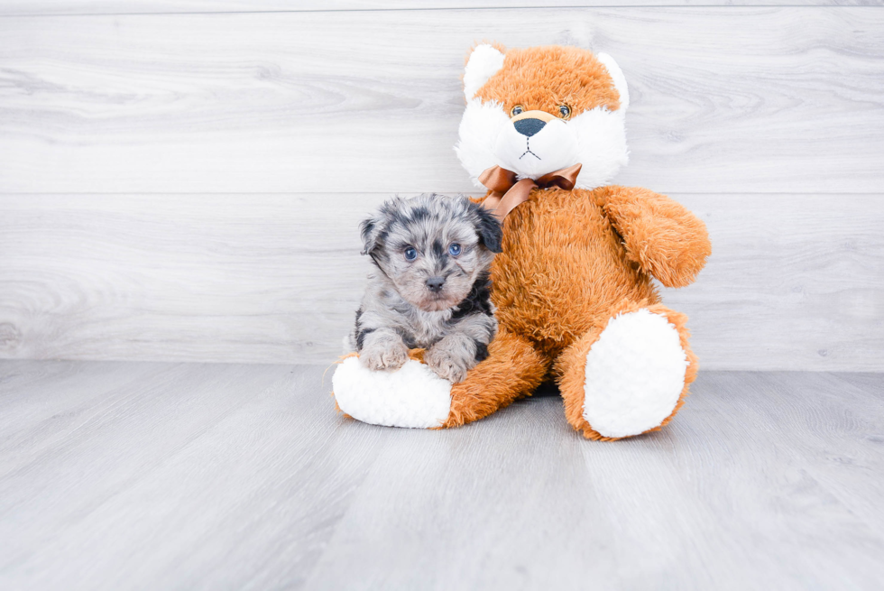 Friendly Mini Aussiedoodle Baby