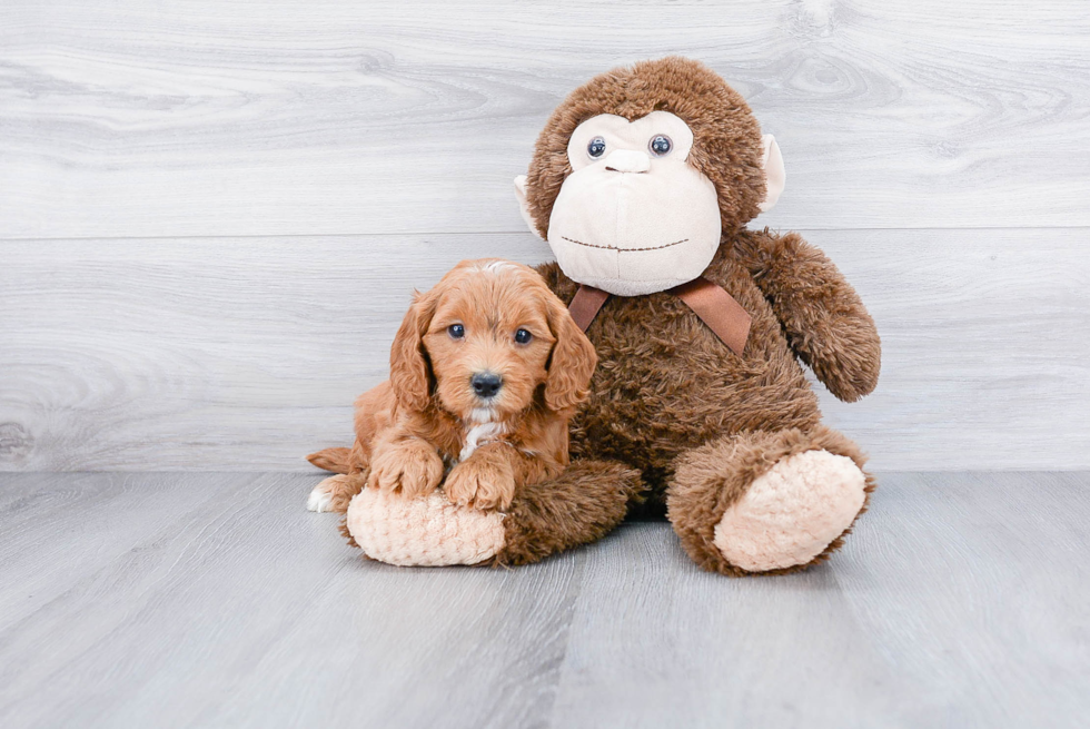 Happy Mini Goldendoodle Baby