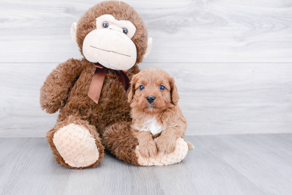 Best Cavapoo Baby