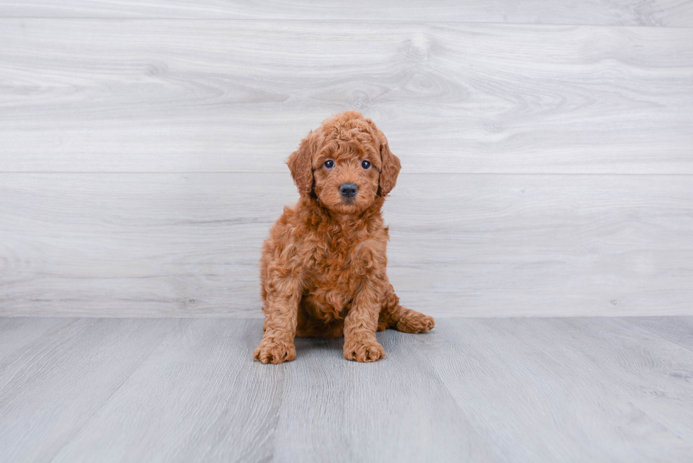 Playful Golden Retriever Poodle Mix Puppy