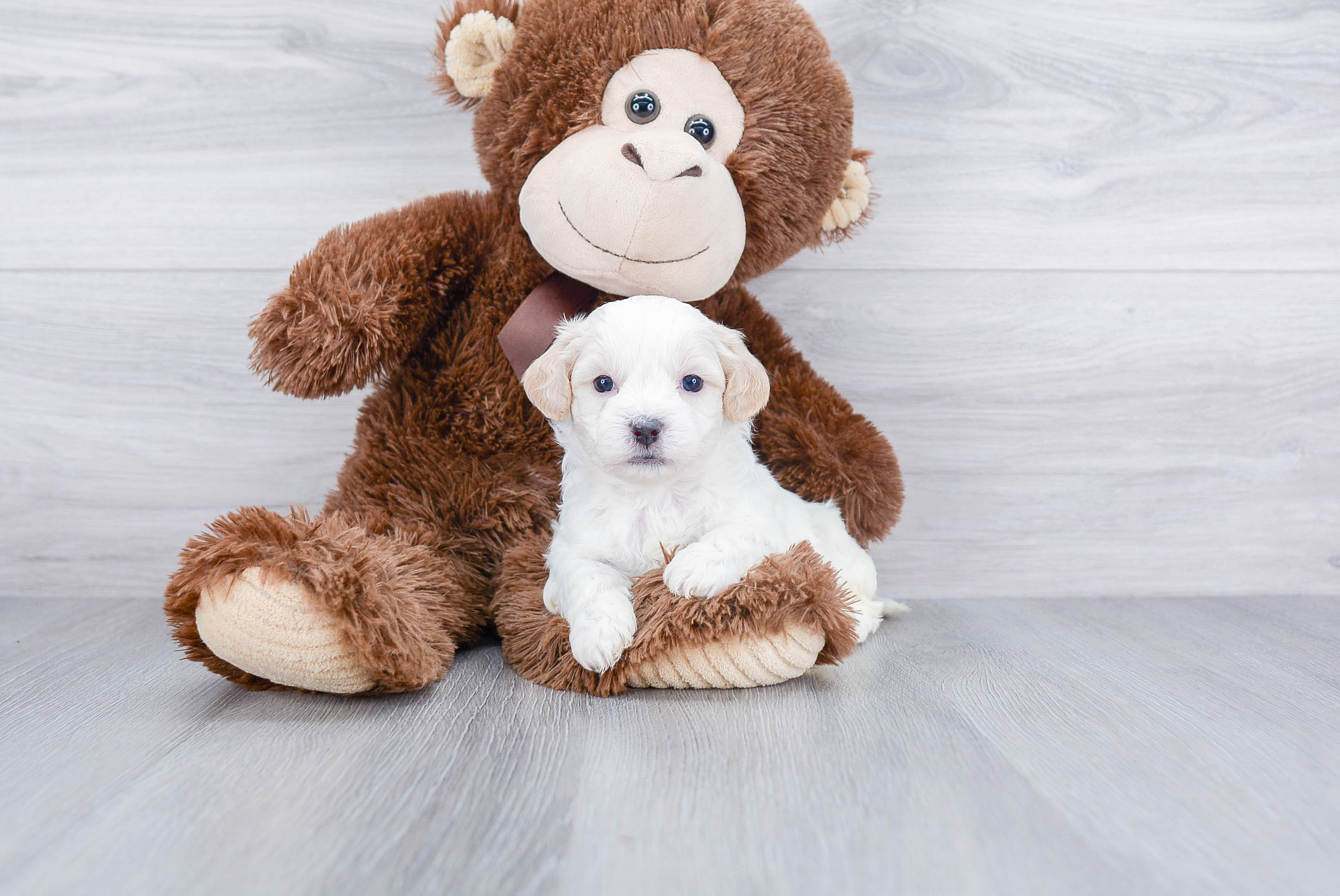 Teddy Bear Pup Being Cute