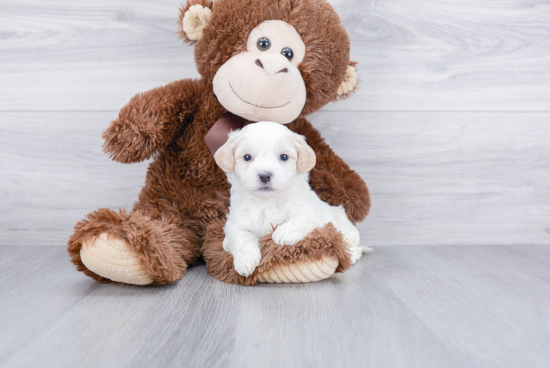 Teddy Bear Pup Being Cute