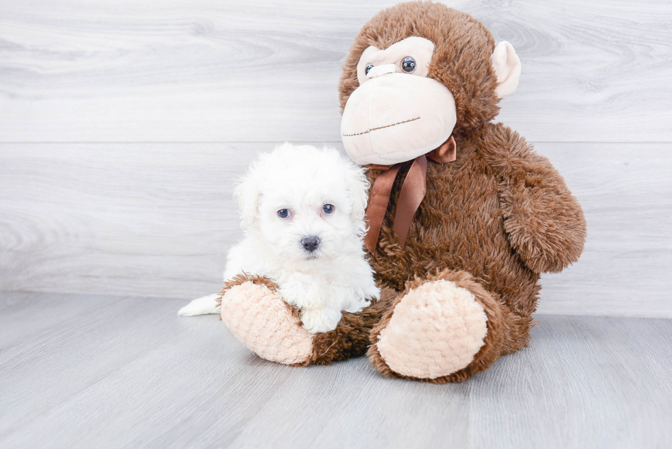 Bichon Frise Pup Being Cute